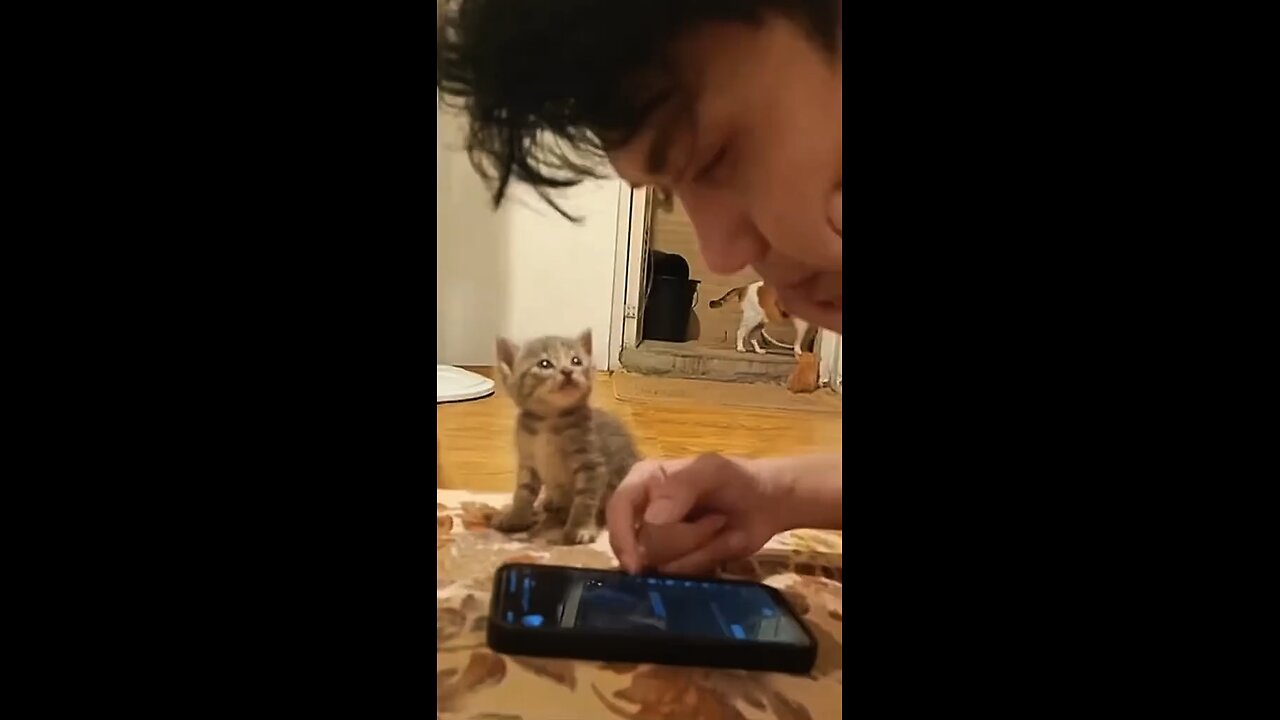 cats want to be loved