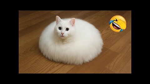 These hilarious animals willl make you laugh nonstop! 😂