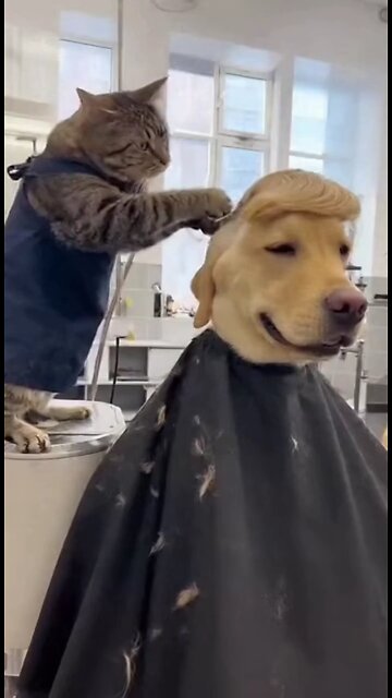 кот парикмахер