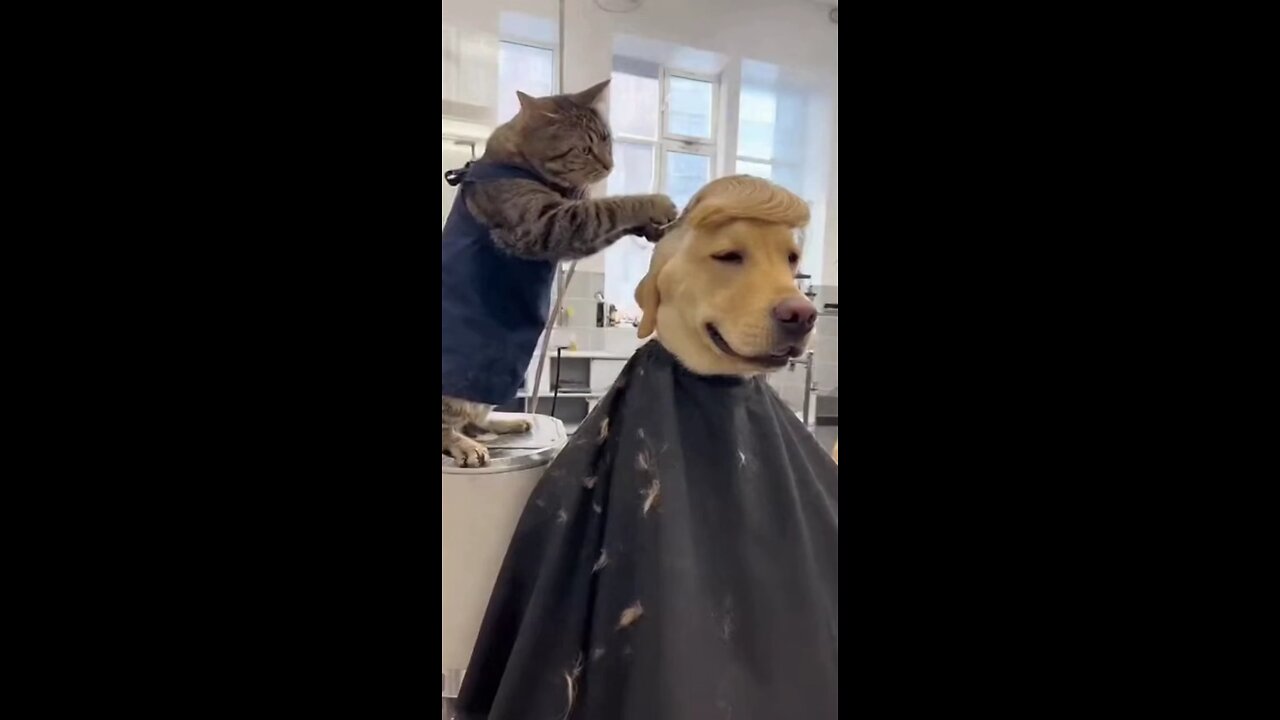 кот парикмахер