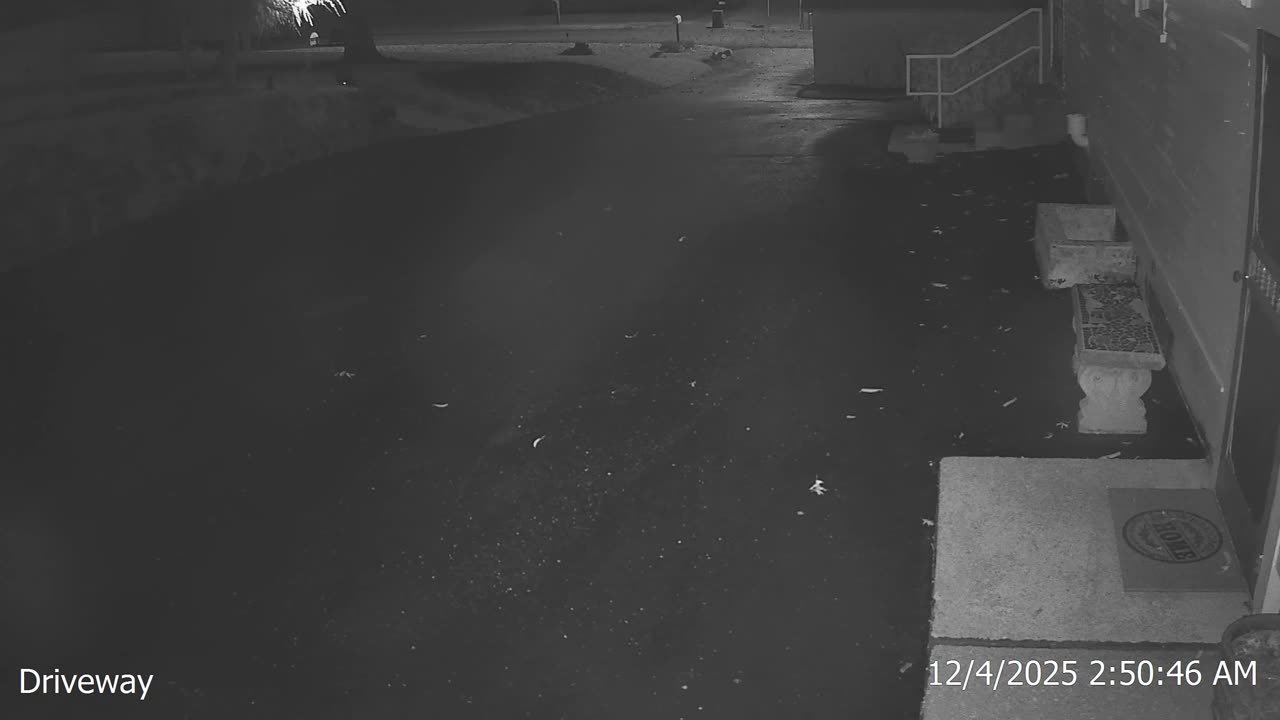 Bear in Big Stone Gap, VA