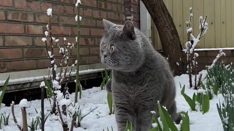 Cat Marvels At Snowfall