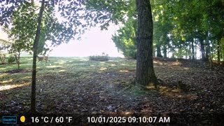 The Woods – 10/01/2025