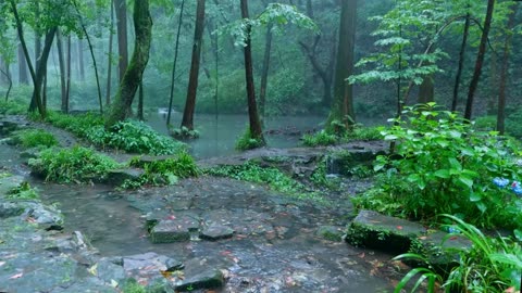 The beautiful mountain forest is raining