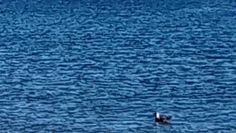 Bird Is The Word! Wonderful Works of YaHuWaH at Port - Trump Tolls Are Coming In (Part One)