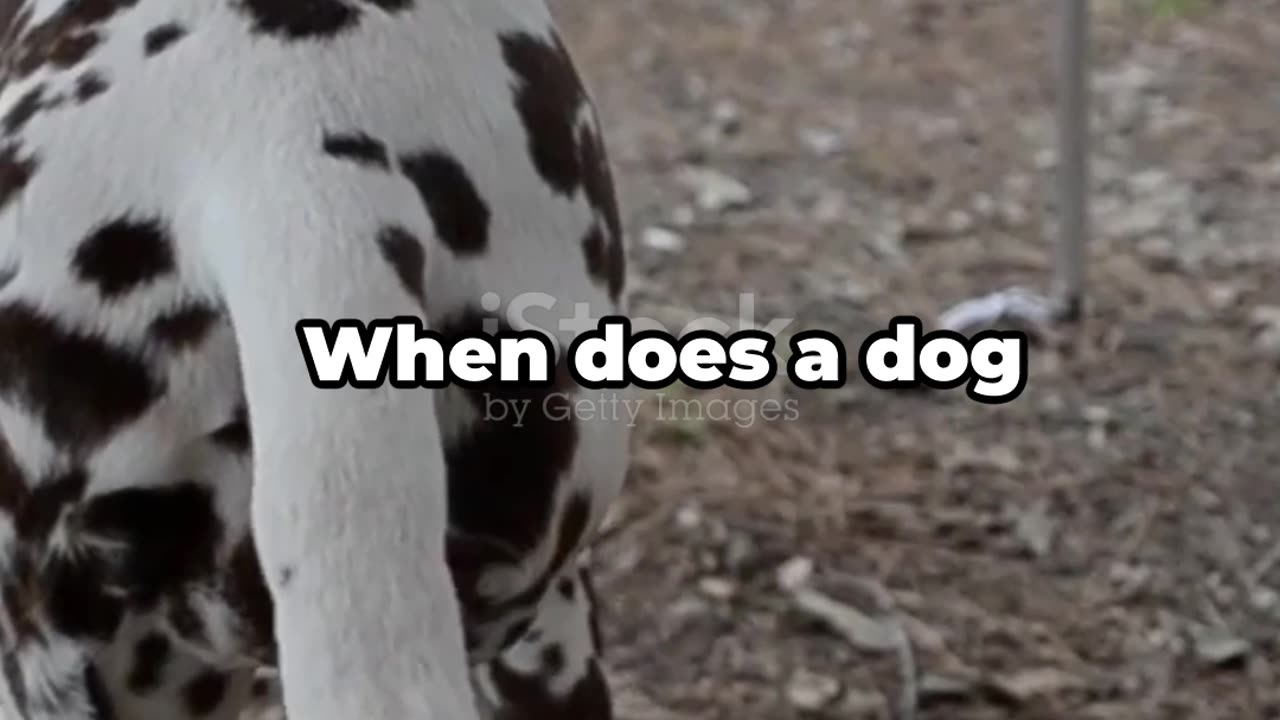 Why the Woodpeckers have a beak