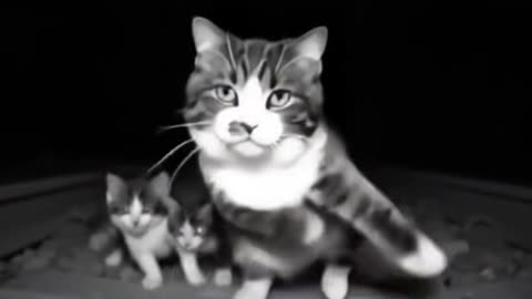 Dog's Comedy Videos 🤣 so cute videos and puppies comedy scenes 😂 so cute 🥰 🥰