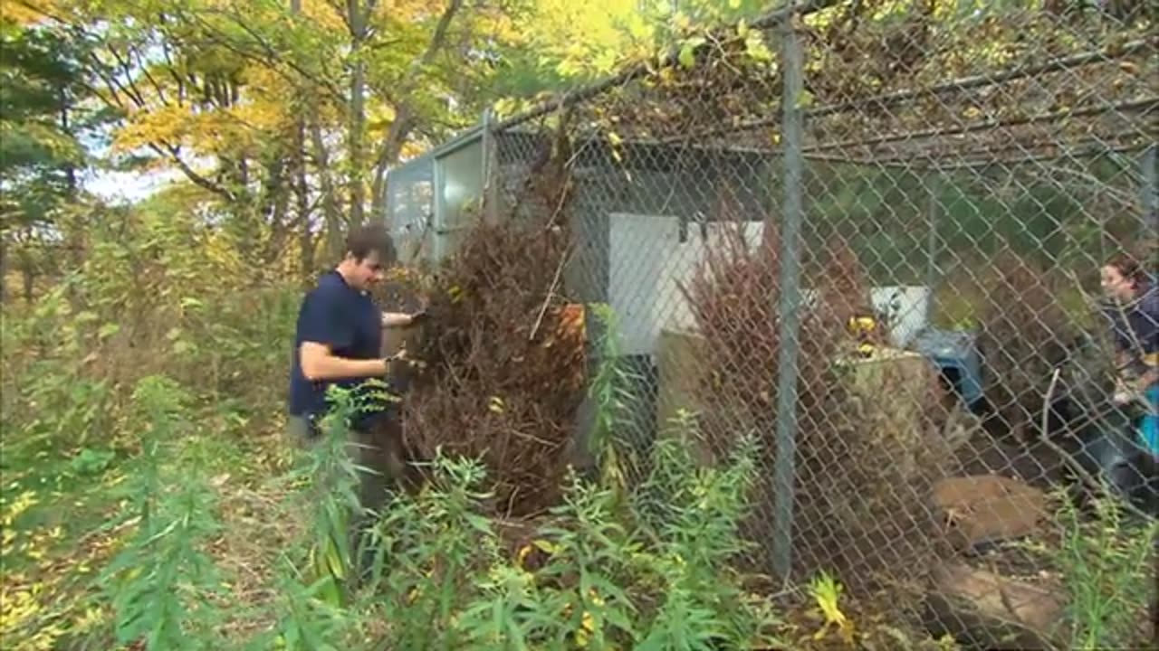 animals