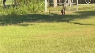 😂🦓 Zebra's Epic Escape! | FunFM