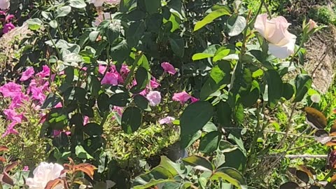 Pink Promise Hybrid Tea Rose in the Sun