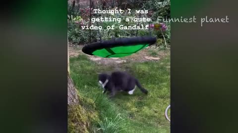 Best Funniest Animal Videos Of The week