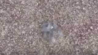 Rusia rastrea y aniquila a nacionalistas ucranianos