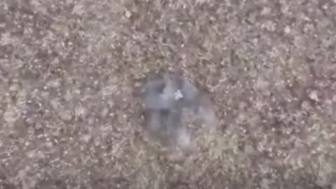 Rusia rastrea y aniquila a nacionalistas ucranianos