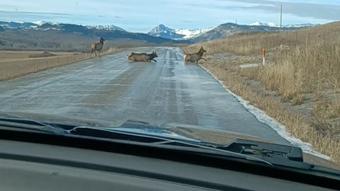 Elk Slip and Slide Across Icy Road