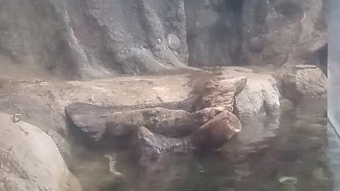 Otters at the zoo