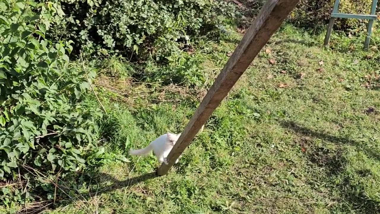Cat Olympian