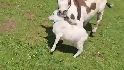 Funny animals 2025
