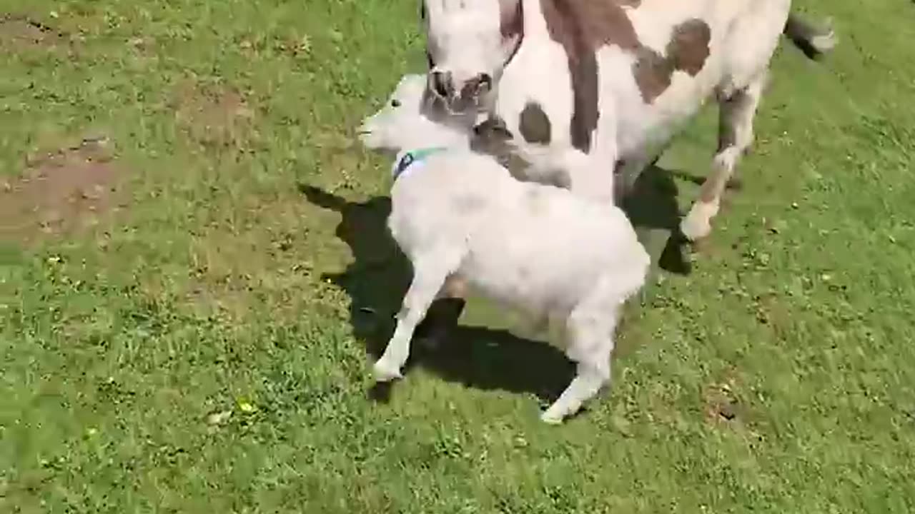 Funny animals 2025