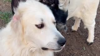 😂🤯 You Won't Believe These Unusual Frens! | FunFM