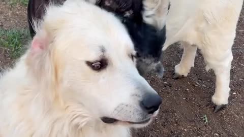 😂🤯 You Won't Believe These Unusual Frens! | FunFM