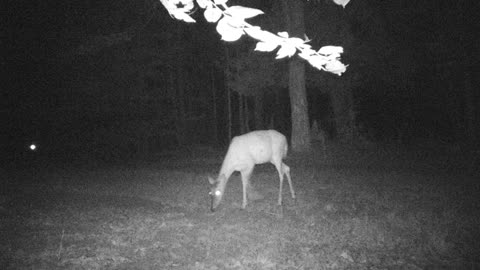 9 a walk in the woods. Who will show up? doe bucks fawns, maybe a skunk?