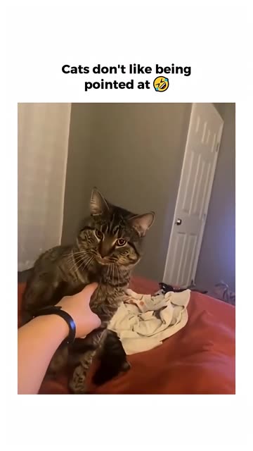 Cats don’t like being pointed at 😂