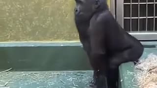 SUPER BOWL HALF TIME SHOW (CUT)