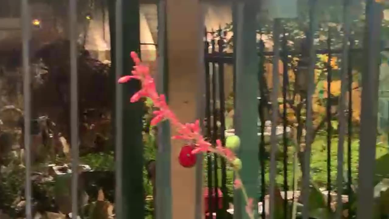 Lush Tropical Airbnb Location