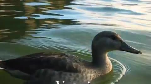 The Evolution of Duck 555 Million Years Ago