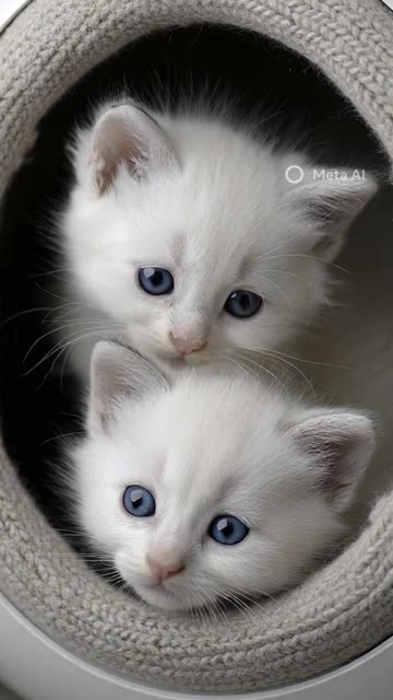 cute kitty, baby cat, adorable kitten, pet cat video, cute animals, kitten love, cat lover