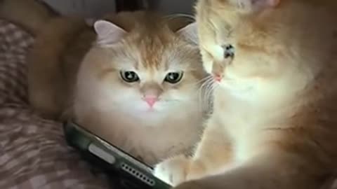 Funny cats