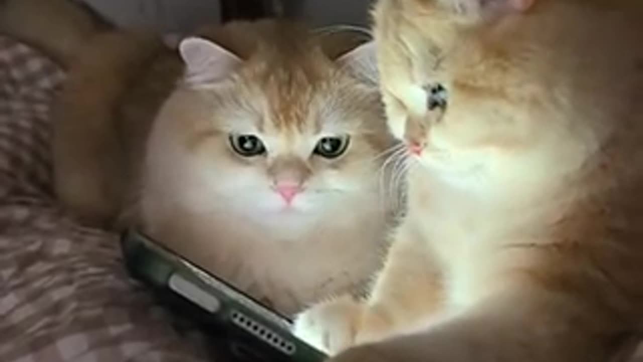 Funny cats