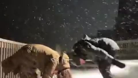 Amerikai fentanilhangulat Grönlandon