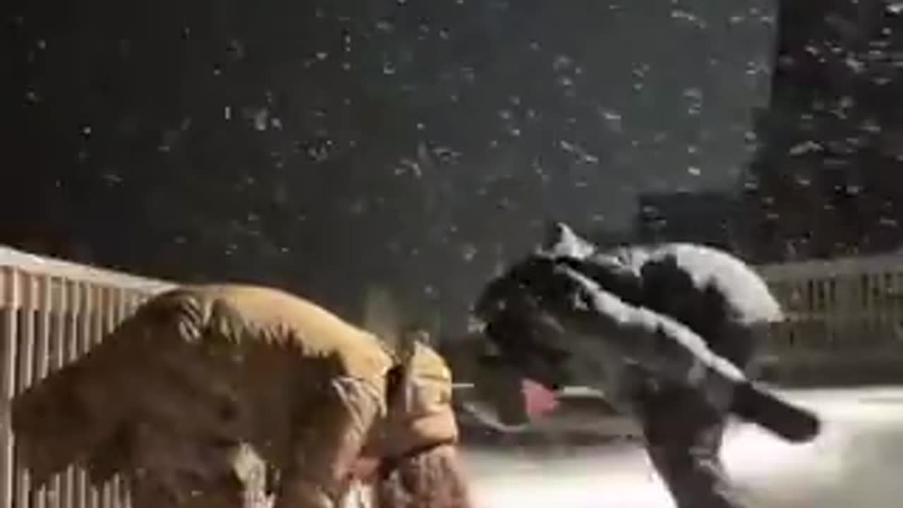 Amerikai fentanilhangulat Grönlandon