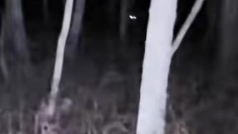 👣😱 Could That Be Bigfoot? Unbelievable Paranormal Footage | TheHauntingHour