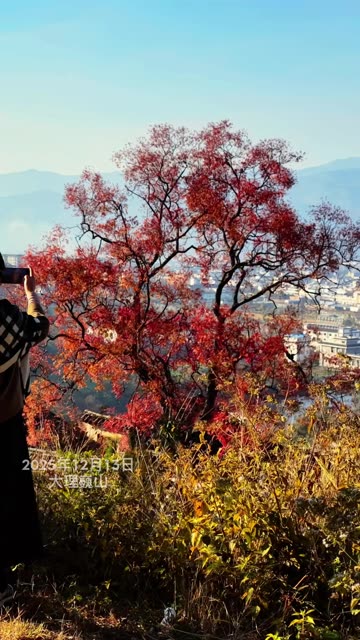 大理巍山古城这棵黄连木也太美了