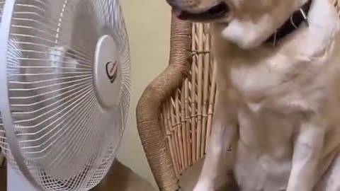 Dog's Comedy Videos 🤣 so cute videos 😍 funny videos in puppies comedy scenes 🤣 so 🥰