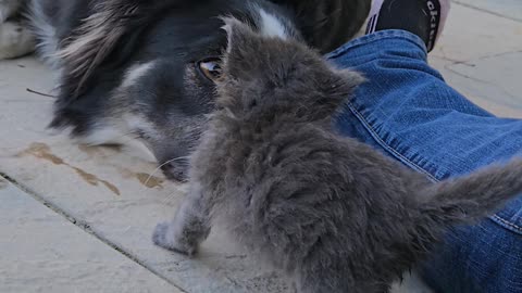 Pup's Pure Joy At New Kitten Friend