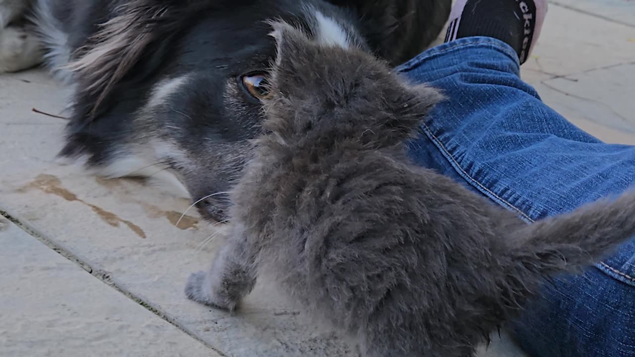 Pup's Pure Joy At New Kitten Friend