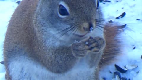 Red Squirrel