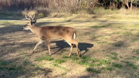 Just a deer many would say!