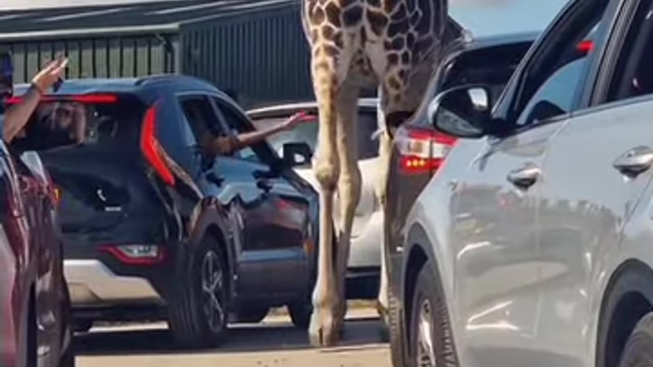 Funny Florida Zoo Animals Reaction - Try Not to Laugh Challenge! 🤪