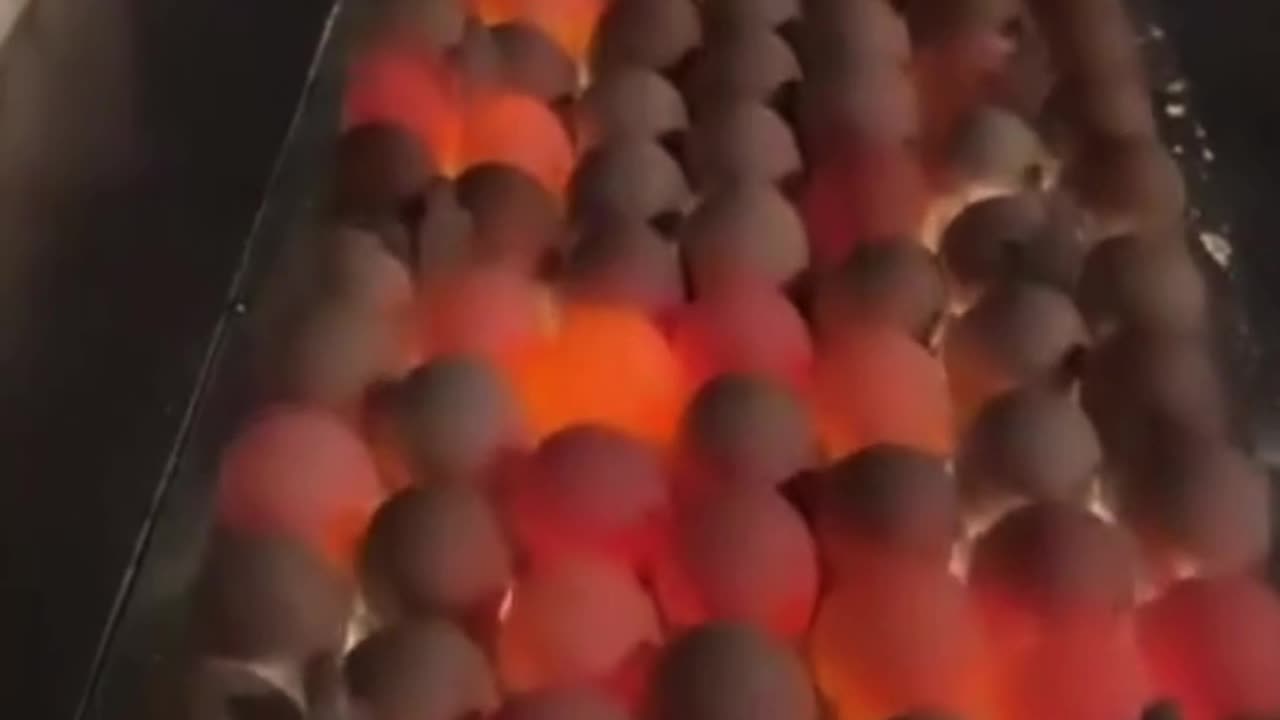 Expired Egg controling machine inside egg factory