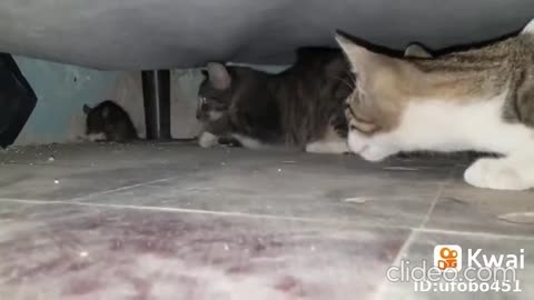 a briga de gatos na calçada da minha casa completo.mp4