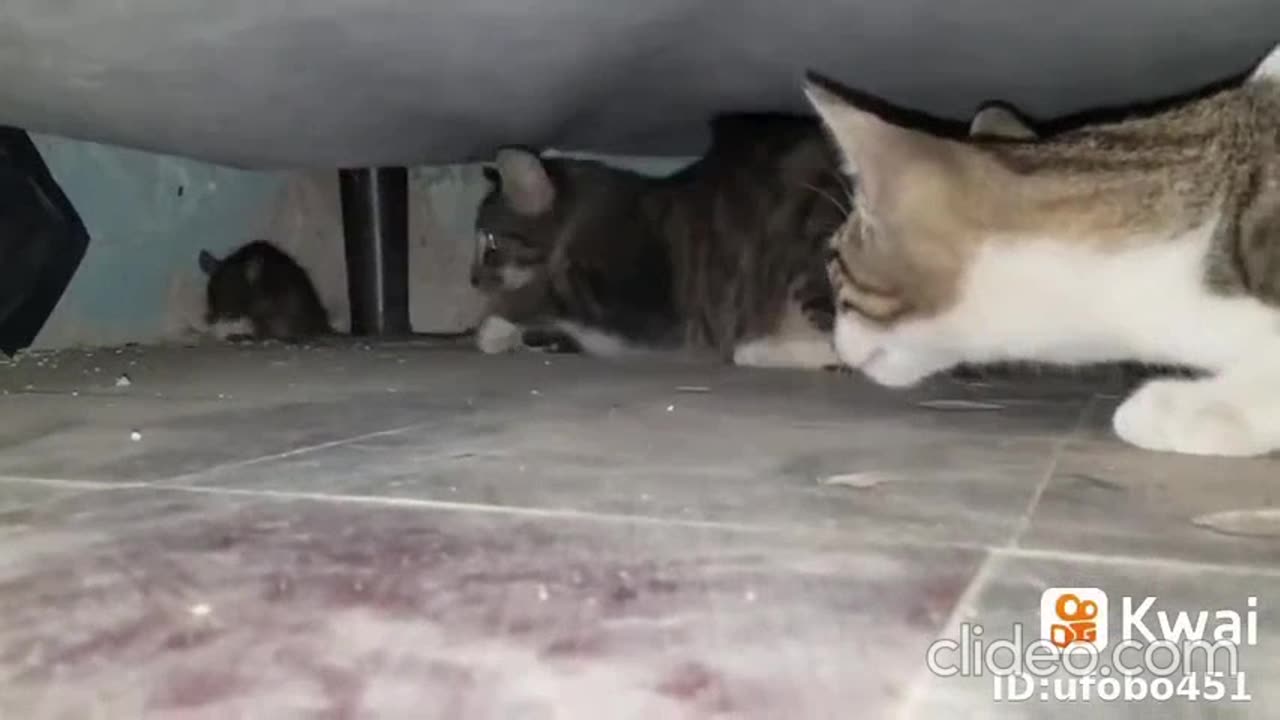 a briga de gatos na calçada da minha casa completo.mp4