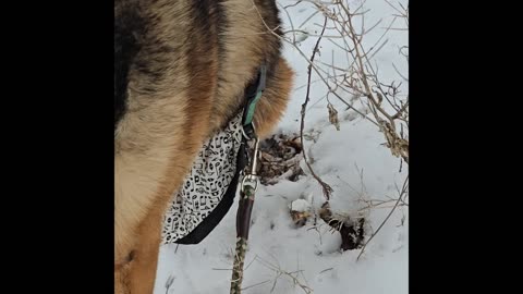 Virgil german shepherd.