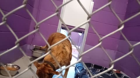 Peppa 6y Pet Id 949332 kennel 13 HSSAZ shelter_20251017_164606407