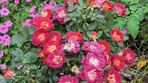 This is one Banging Cantina of Colors.