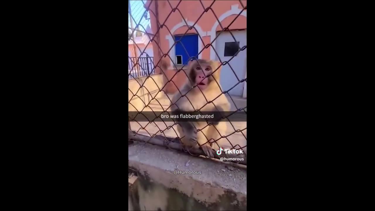 Try Not to Laugh: Funniest Animals of 2025! 🤭🐾