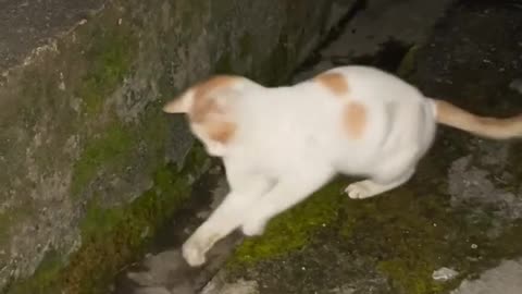 Funny Cat and Mouse Fighting